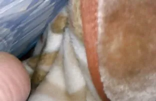 Shay Michaels a foder O Brian vídeo pornô mulher dando o cu Davilla